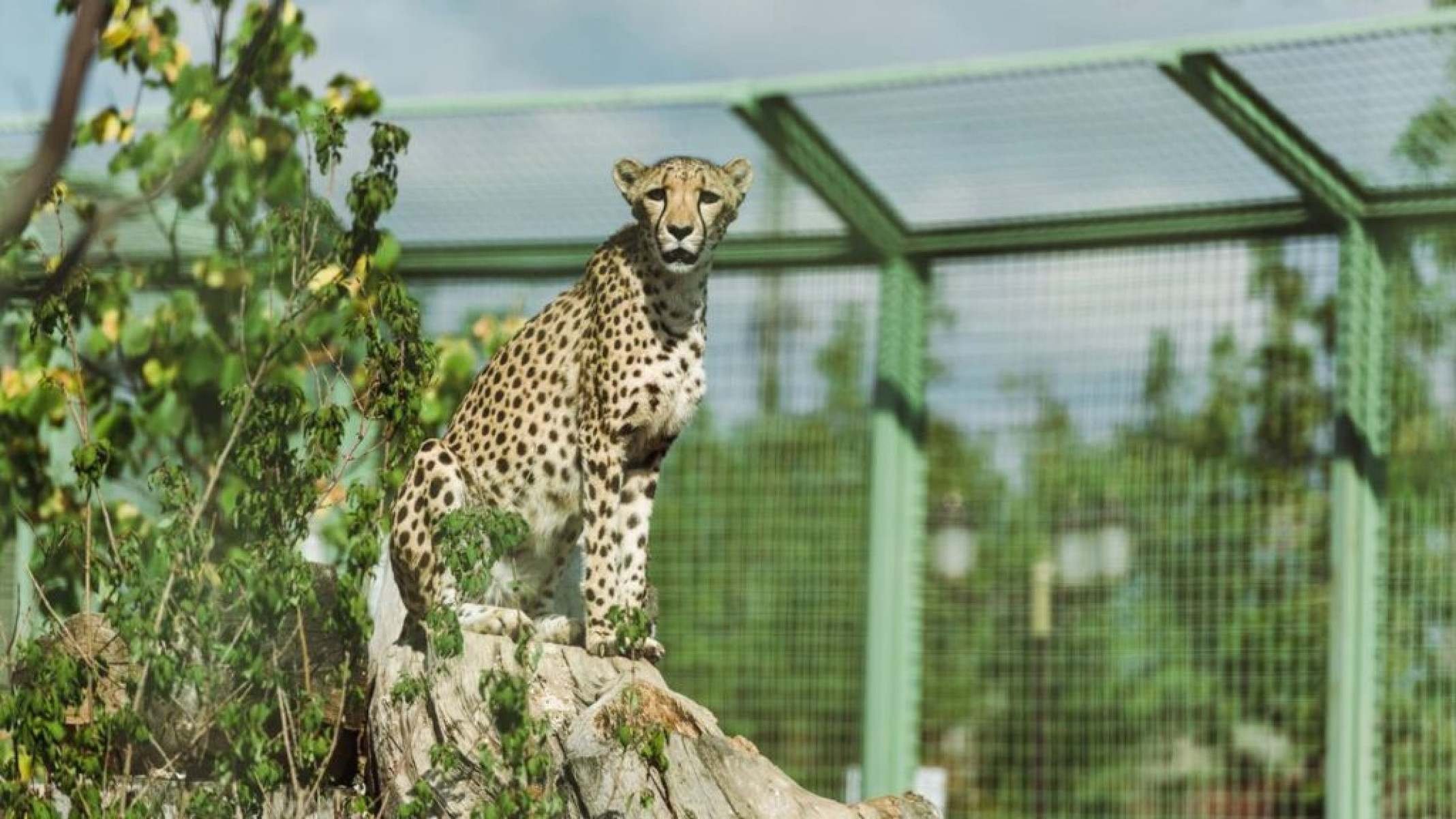 Por que a população de onças pintadas está em declínio no Brasil - Portal Giro 10
