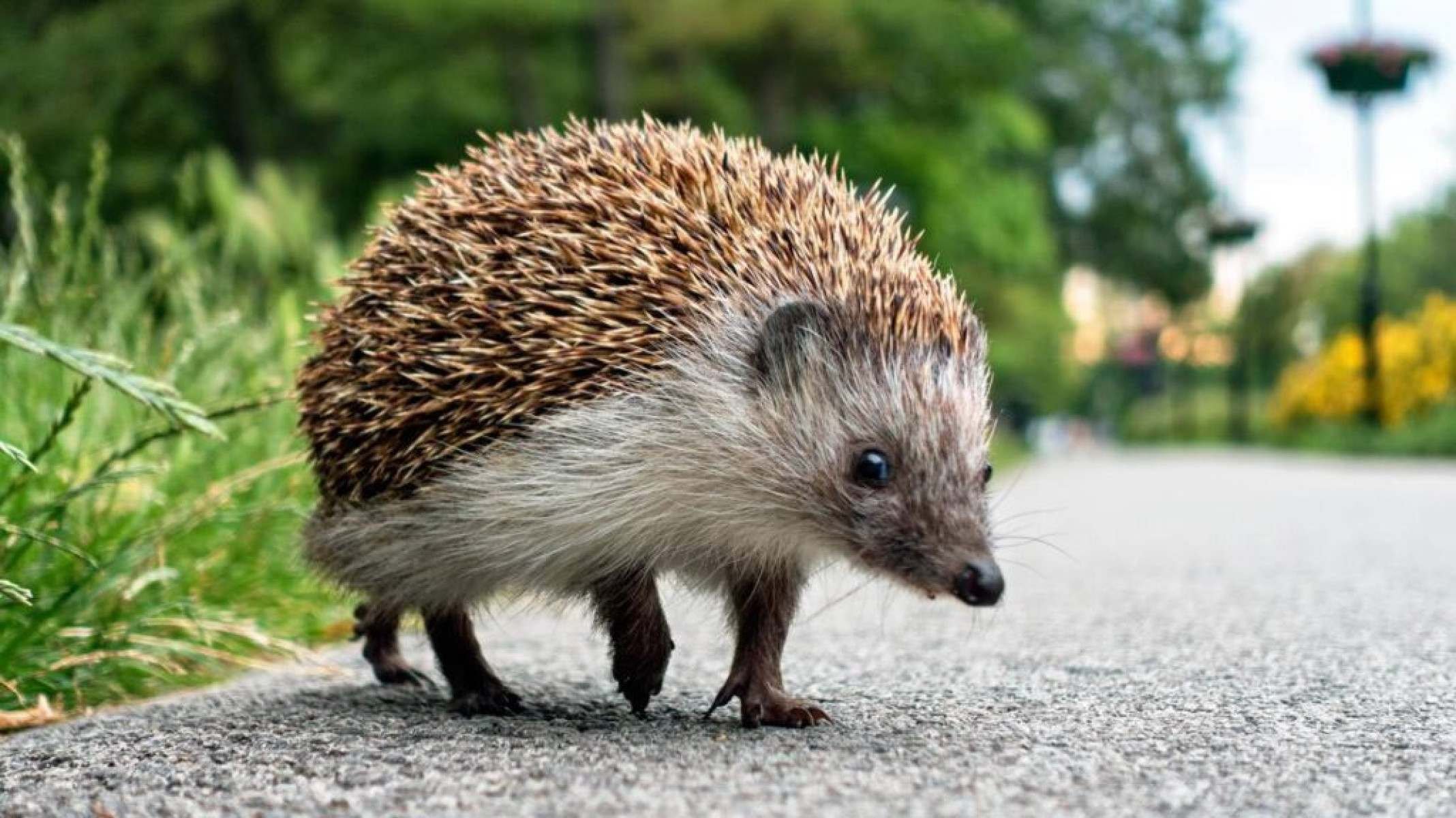 Pequeno, mas poderoso: o papel do porco-espinho no ecossistema - Portal Giro 10