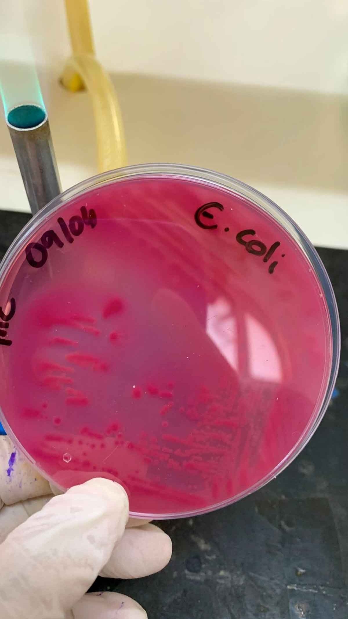 O estudo aponta ind&iacute;cios da bact&eacute;ria Escherichia coli em diferentes esp&eacute;cies