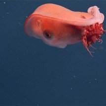 Um dos polvos mais misteriosos do mundo é registrado por pesquisadores no Oceano Pacífico -  Divulgação