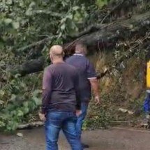 Vídeo: árvore cai na MG-030 e interdita trânsito entre Nova Lima e BH - Reprodução / Redes Sociais 