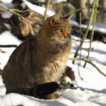 Nova Zelândia quer exterminar gatos “assassinos” - Wikimedia Commons/Alena Houšková
