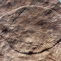 Conheça o animal ‘mais antigo do planeta’, que viveu há mais de 550 milhões de anos! - Verisimilus at English Wikipedia