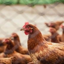 Empresa chilena com sete décadas de história fecha as portas após surto de gripe aviária - Italo Melo/Pexels