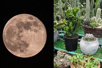 Jardinagem e as fases da Lua: o que plantar em cada ciclo lunar