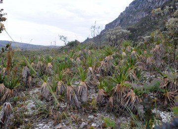 A estimativa é que mais de 10 mil das 15 mil espécies vegetais do Cerrado estejam presentes na Serra do Espinhaço  -  (crédito: Leandro Couri/EM/D.A.Press - 25/10/2023)