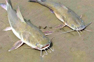 <p>A recorrente presença de peixes bagres, tanto vivos quanto mortos, na areia e em áreas rasas do mar em praias do Litoral Norte paulista tem despertado apreensão entre moradores e visitantes. </p>
 -  (crédito: Reprodução do Youtube)