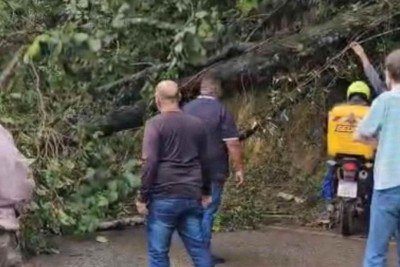 Árvore cai na MG-030, em Nova Lima com sentido BH -  (crédito: Reprodução / Redes Sociais )