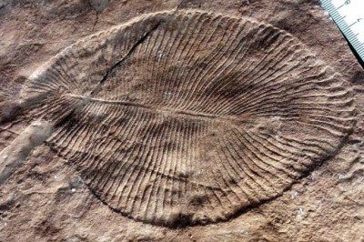 <p>Datado de cerca de 558 milhões de anos, o fóssil de Dickinsonia é um dos mais importantes da paleontologia. </p>
 -  (crédito: Verisimilus at English Wikipedia)