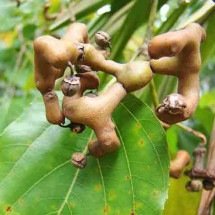 Uva-do-Japão: árvore ganha espaço no Brasil, mas exige cultivo responsável -  - Reprodução do Flickr mauro halpern