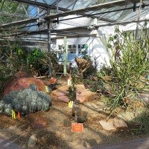 Jardins autossuficientes: plantas que não exigem poda frequente - WeeJeeVee  wikimedia commons