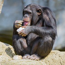 Pesquisa demonstra que chimpanzés ingerem álcool natural presente nas frutas