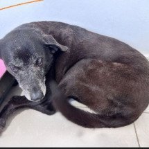 Pretinha, companheira de Orelha, morre em Florianópolis  - Reprodução/Redes Sociais