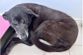 Pretinha, companheira de Orelha, morre em Florianópolis 