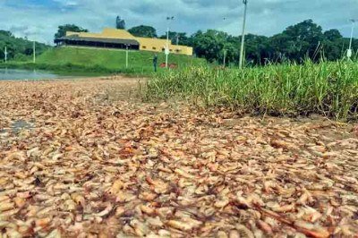 <p><span style='font-weight: 400;'>No dia 4 de janeiro de 2026, funcionários da Prefeitura de Igaraçu do Tietê, no interior de São Paulo, realizaram a retirada de uma enorme quantidade de camarões encontrados mortos na prainha do município. </span></p>
 -  (crédito:  Reprodução TV TEM)