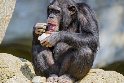 <p>Chimpanzés podem consumir diariamente o equivalente a uma dose de bebida alcoólica por causa do etanol das frutas maduras, segundo pesquisa publicada na revista Science Advances. O estudo acompanhou grupos na Costa do Marfim e em Uganda, calculando uma média de 14 gramas de etanol por dia – cerca de 1,4 doses humanas.</p>
 -  (crédito: Picture by Tambako the Jaguar)