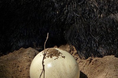 <p>Várias espécies de animais – não apenas as aves – têm filhotes em ovos.  Algumas são ovíparas (botam ovos em ninhos) e outras são ovovivíparas (ovos abrigam crias dentro das fêmeas, mas não  são expelidos). </p>
 -  (crédito: Imagem de Wälz por Pixabay

)