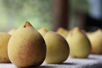 <p>Originário da China, o pêssego possui uma polpa suculenta que envolve uma grande semente, como ocorre com a nectarina e a ameixa. É um fruto pouco calórico, que apresenta uma casca aveludada e um sabor único, presente de diversas formas na culinária e com inúmeros benefícios à saúde. </p>
 -  (crédito: Pixabay)