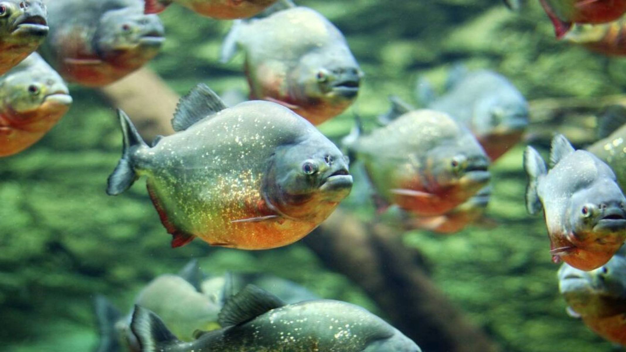 O verdadeiro risco das piranhas para humanos - Portal Giro 10