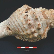 Concha marinha vira ponto de discussão entre arqueólogos - Reprodução