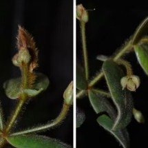 Jabuticaba diferente surpreende pesquisadores no interior paulista - Reprodução/Adriano Maruyama