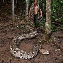 Cobra gigante da Indonésia entra para o livro dos recordes - Guinness World Records/Reprodução 