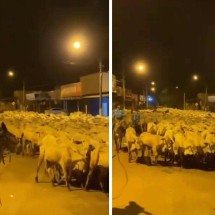 Gado nas ruas: travessia de milhares de bois em cidade viraliza - Redes sociais / reprodução
