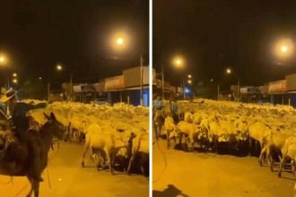 Gado nas ruas: travessia de milhares de bois em cidade viraliza