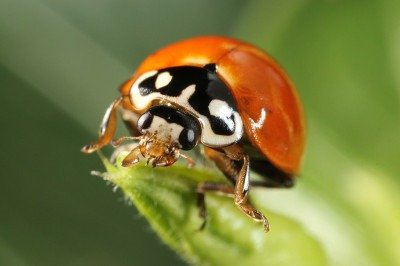 <p>A joaninha é um inseto pertencente à família Coccinellidae, conhecida por sua aparência delicada e colorida. Desde a Antiguidade, ela desperta fascínio e simboliza sorte em várias culturas.</p>
 -  (crédito: Nortondefeis wikimedia commons )