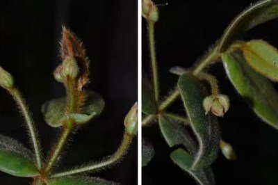 <p>Pesquisadores identificaram em Cunha, no interior de São Paulo, uma nova espécie vegetal aparentada à jabuticaba que chama atenção pela aparência incomum. Encontrada em áreas acima de 1,1 mil metros de altitude, a planta é bastante rara.</p>
 -  (crédito: Reprodução/Adriano Maruyama)