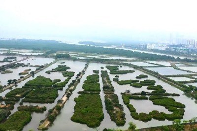 <p>Após anos de pesquisa, cientistas revelaram a identificação de uma nova espécie de água-viva-caixa na Reserva Natural de Mai Po, em Hong Kong.</p>
 -  (crédito: Reprodução/YouTube)