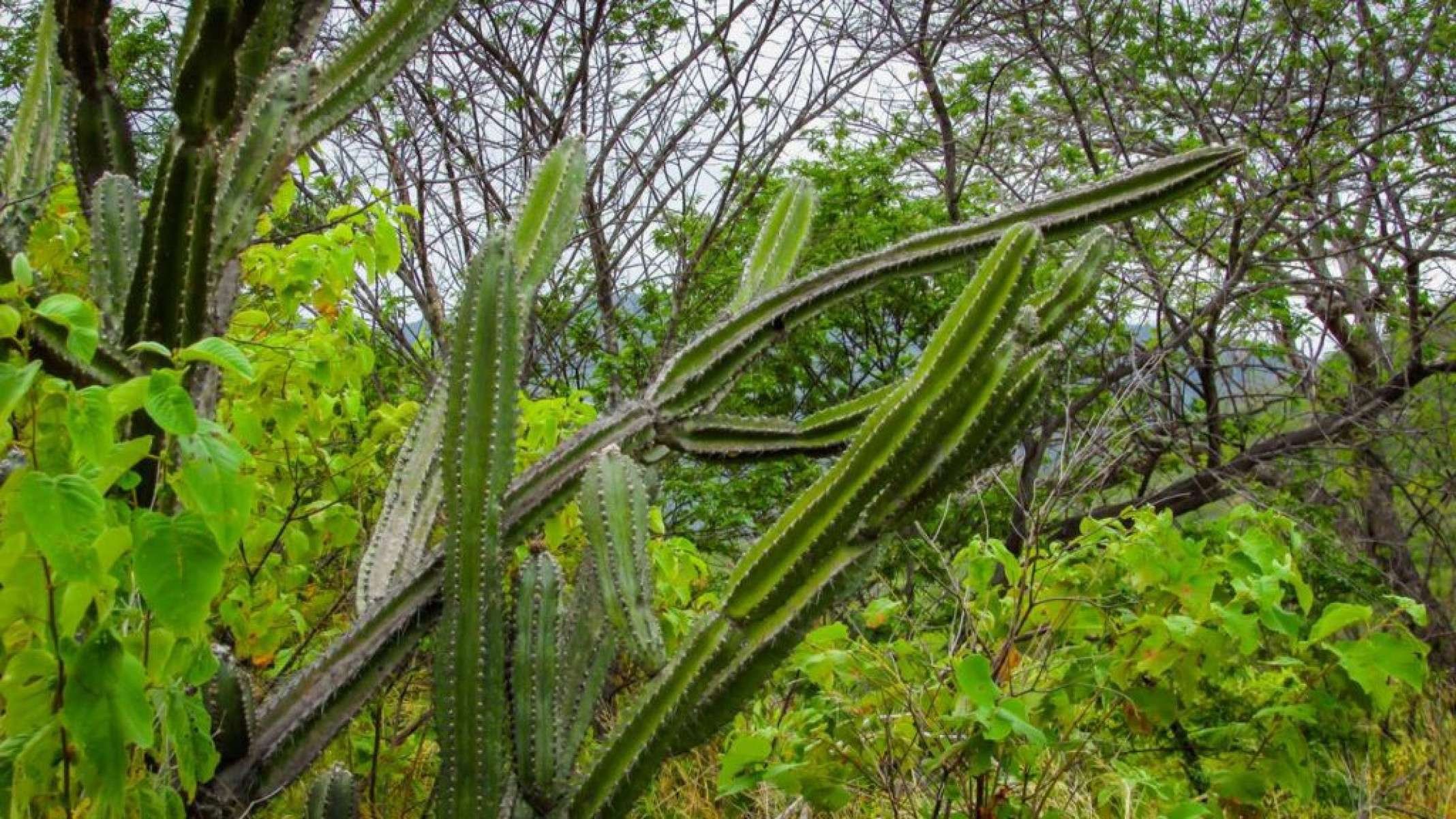 Mandacaru: o cacto do Nordeste que alimenta e encanta - Portal Giro 10