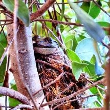 Imagem de sapo em ninho de pássaro viraliza na internet -  Karen Neal/Facebook