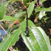 Nova espécie de libélula é descoberta no Pico do Itambé - Divulgação/Tomás Dias Melo