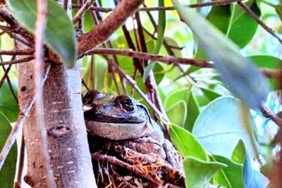 <p>A imagem de um sapo descansando em um local inusitado na Austrália viralizou recentemente na web. A foto mostra o animal bem acomodado em um ninho de pássaro abandonado. </p>
 -  (crédito:  Karen Neal/Facebook)