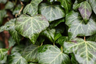 <p>Originária da Europa, Ásia e África, com diversas espécies e variedades distribuídas por essas regiões, a hera é uma planta que chama a atenção pela sua versatilidade e facilidade de aderência. Ela é muito utilizada em paisagismo para cobrir muros, cercas e cobertura de solo. </p>
 -  (crédito: Pixabay )