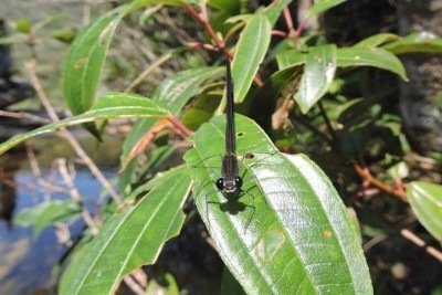 Hetaerina giselae, nova espécie de libélula identificada no Parque Estadual do Pico do Itambé -  (crédito: Divulgação/Tomás Dias Melo)