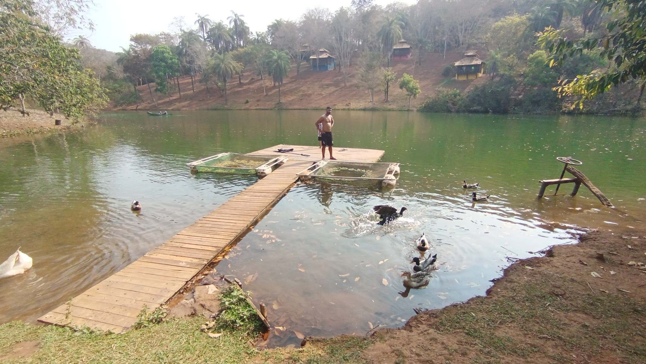  Patos e gansos fazem companhia no lago do Poço Verde
    -Carlos Altman/EM