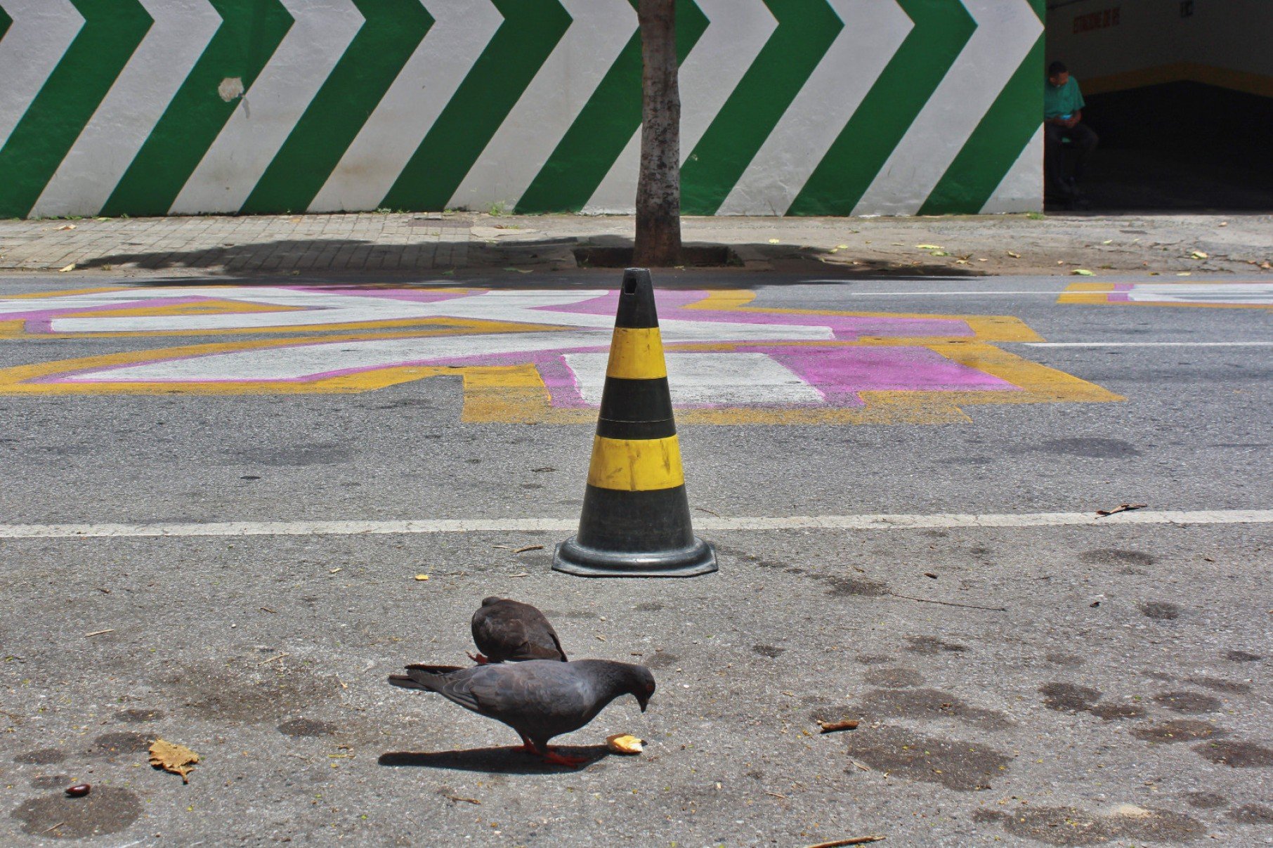 Foto mostra p&aacute;ssaro no asfalto, ao lado de cone de tr&acirc;nsito, no centro de BH