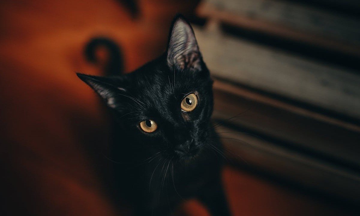 Gato preto dá azar? Conheça as superstições mais curiosas do mundo - Helena Lopes/ Pexels