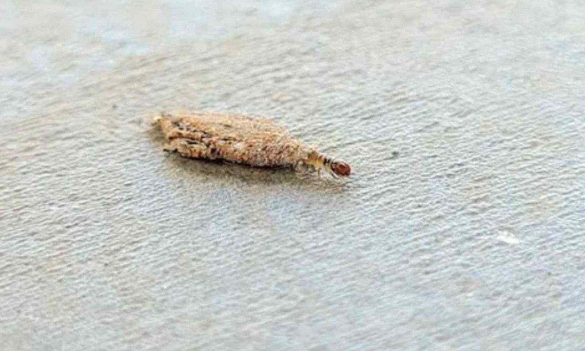 Guia definitivo: como eliminar traças e proteger roupas e livros - Luciano Lima/TG