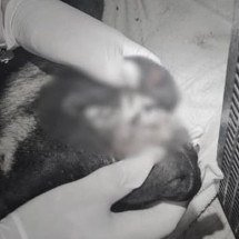 Adolescentes são apreendidos sob suspeita de matar cão em Santa Catarina - Instagram/Guarda Municipal de Itajaí