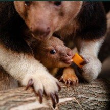 Nascimento de espécie rara de canguru renova esperança contra a extinção - Divulgação Chester Zoo 