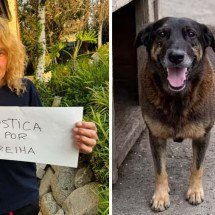 Ex-integrante do Guns N’ Roses pede justiça por cachorro Orelha - Redes sociais / reproduções