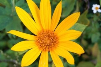 Planta mão-de-deus: a flor que embeleza, mas exige atenção