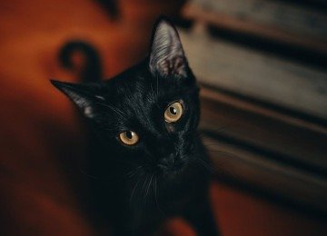 O gato preto, figura central em supersti&ccedil;&otilde;es de sorte e azar, reflete a diversidade de cren&ccedil;as em diferentes culturas. -  (crédito: Helena Lopes/ Pexels)