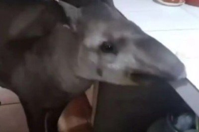 <p>Uma anta gigante apelidada de Tico é uma espécie de mascote da pequena cidade de Anaurilândia, no Mato Grosso do Sul, que tem cerca de 7.500 habitantes. </p>
 -  (crédito: Reprodução)