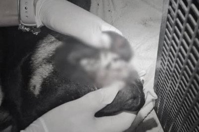 Guarda municipal de Itajaí (SC) mostra ferimentos no cão, que depois morreu -  (crédito: Instagram/Guarda Municipal de Itajaí)