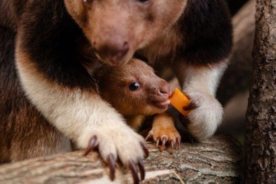<p>No Chester Zoo, na Inglaterra, um filhote de canguru-arborícola-de-Goodfellow — uma das espécies de marsupial mais raras do mundo — nasceu com sucesso após um dos partos mais extremos já observados em cativeiro, reforçando a importância dos programas de conservação para espécies ameaçadas.</p>
 -  (crédito: Divulgação Chester Zoo )