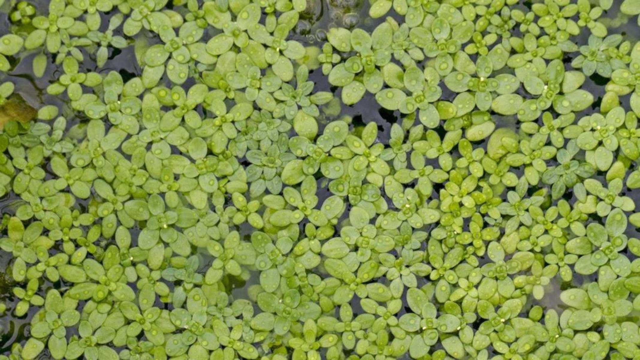 Lentilha-d’água: a superplanta nutritiva que cresce em dias - Portal Giro 10